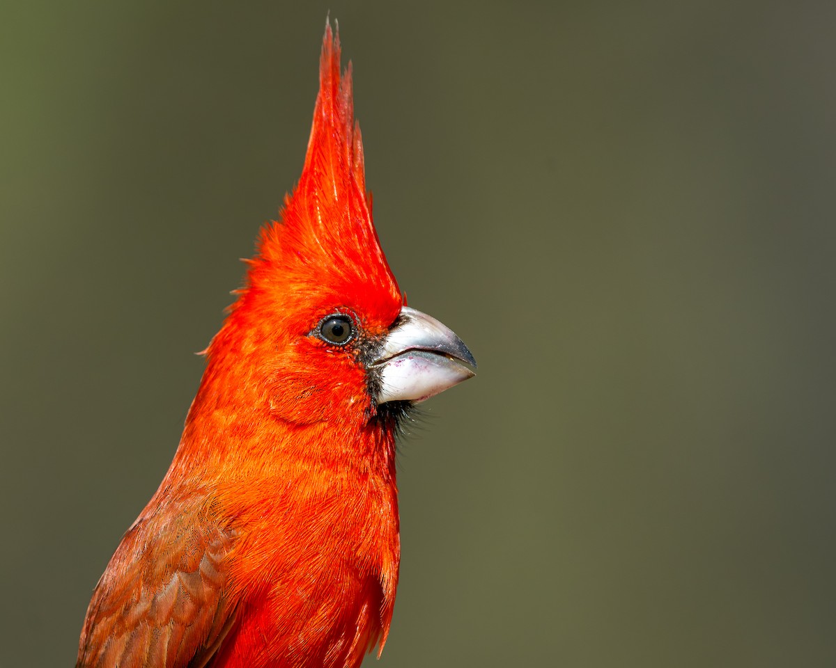 Vermilion Cardinal - Ryan Shean