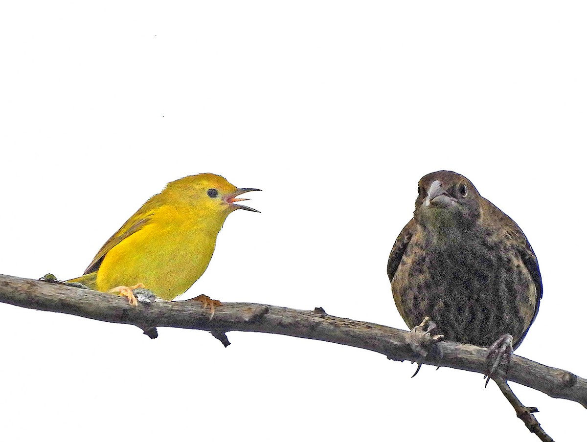 vlhovec hnědohlavý - ML639474982