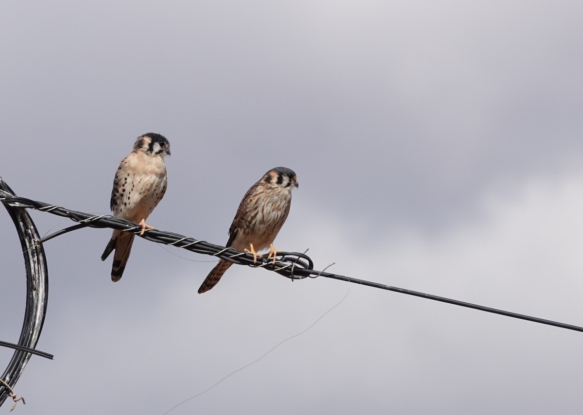 American Kestrel (South American) - ML639475002