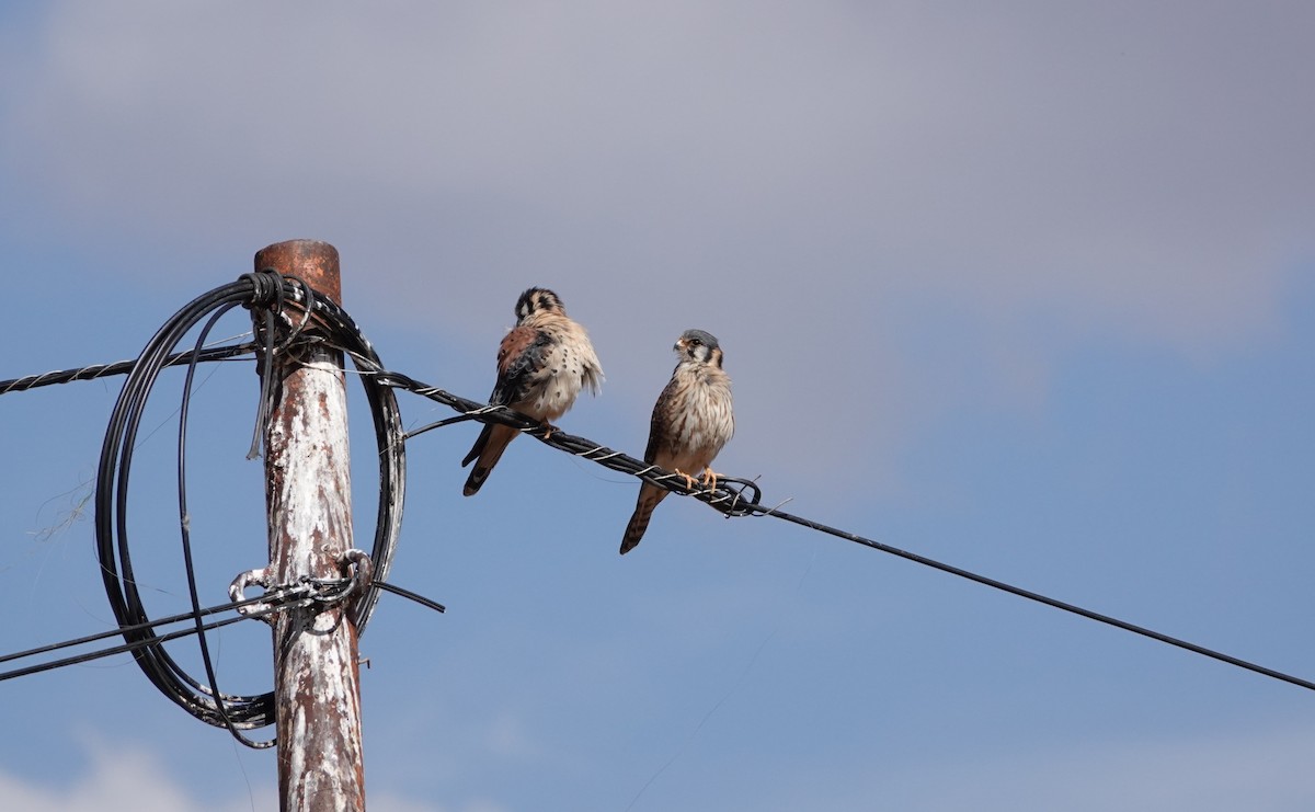 American Kestrel (South American) - ML639475003