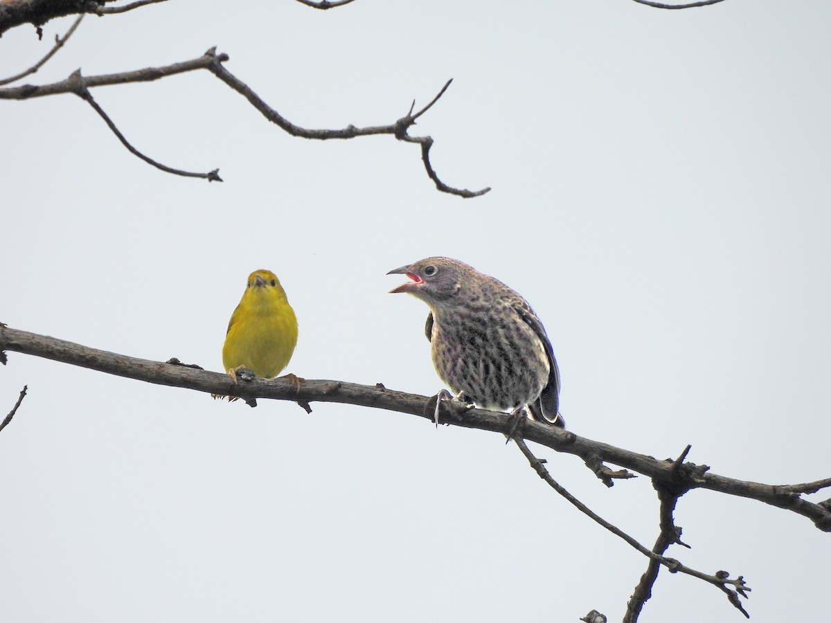 lesňáček zlatotemenný - ML639475027