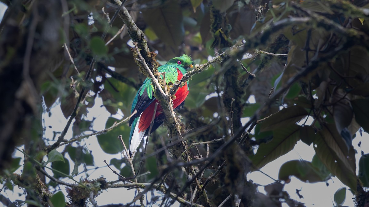 Crested Quetzal - ML639475165