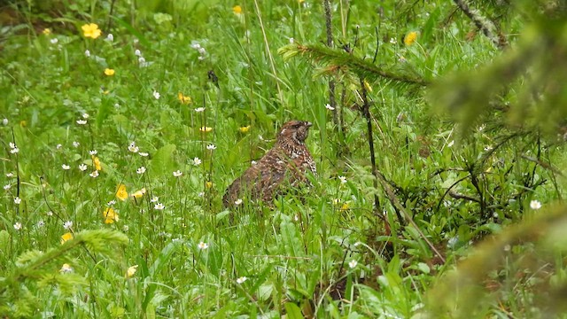 Chinese Grouse - ML639475234