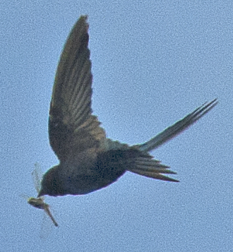 Galapagos Martin - ML639475266