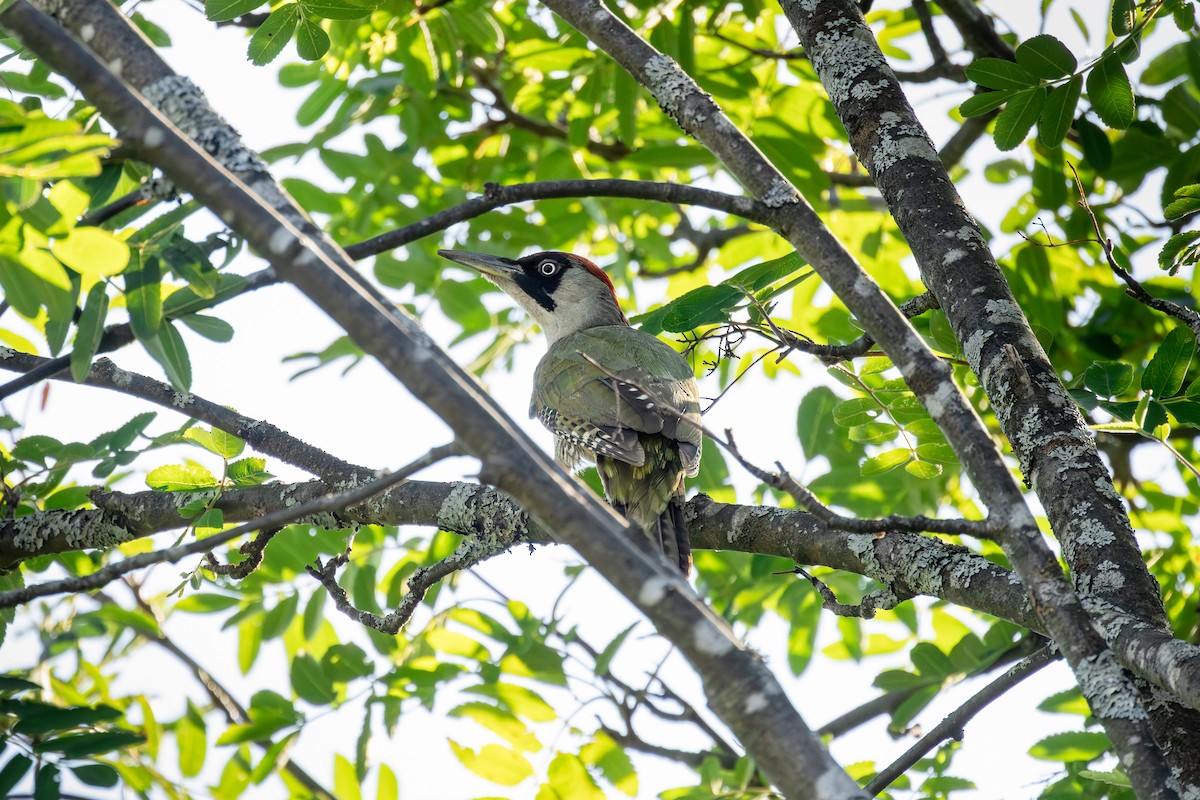 Eurasian Green Woodpecker - ML639475280