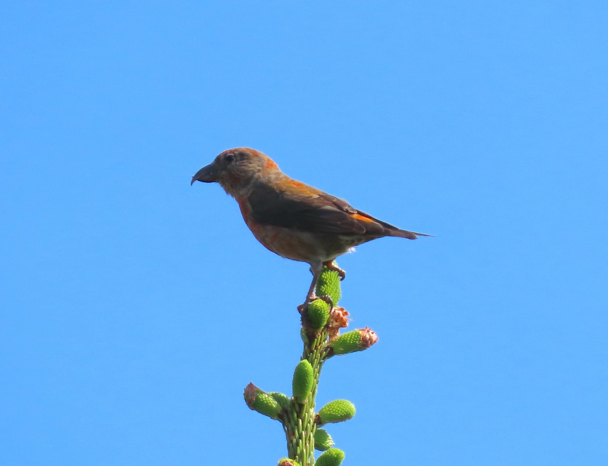 Red Crossbill (Appalachian or type 1) - ML639475281