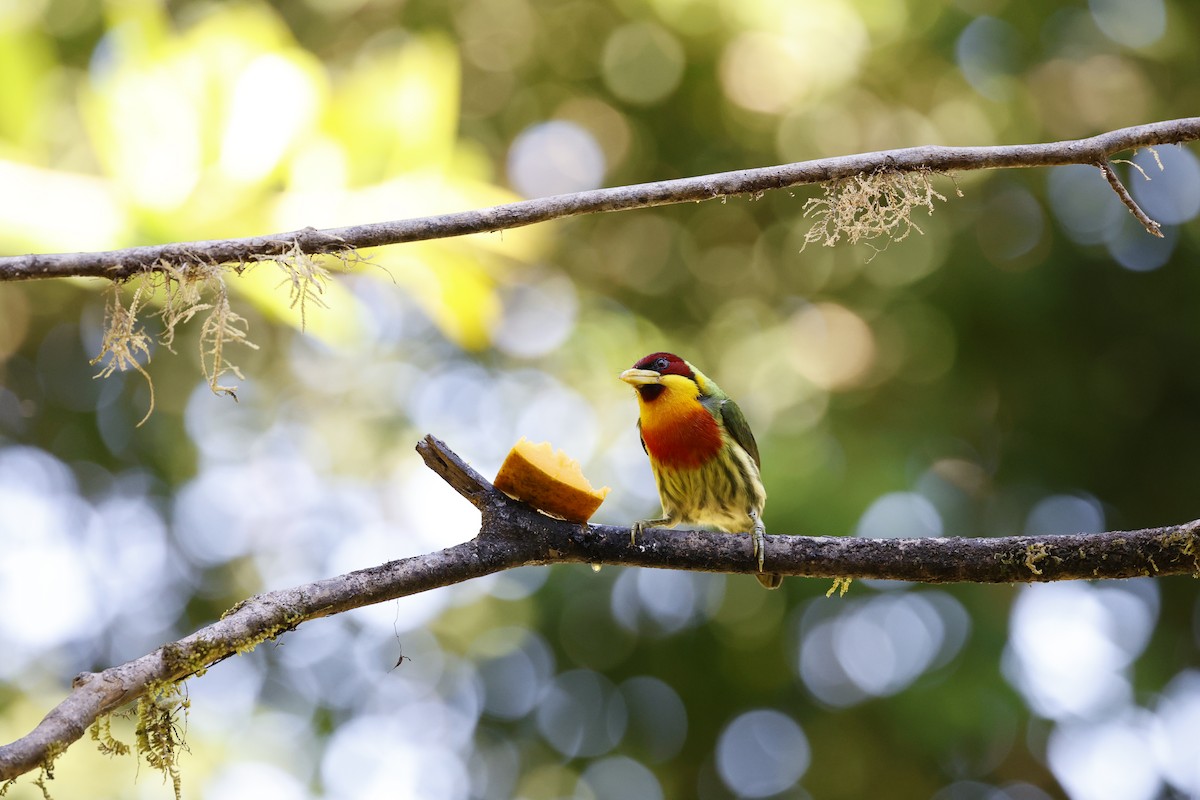 Lemon-throated Barbet - ML639475303