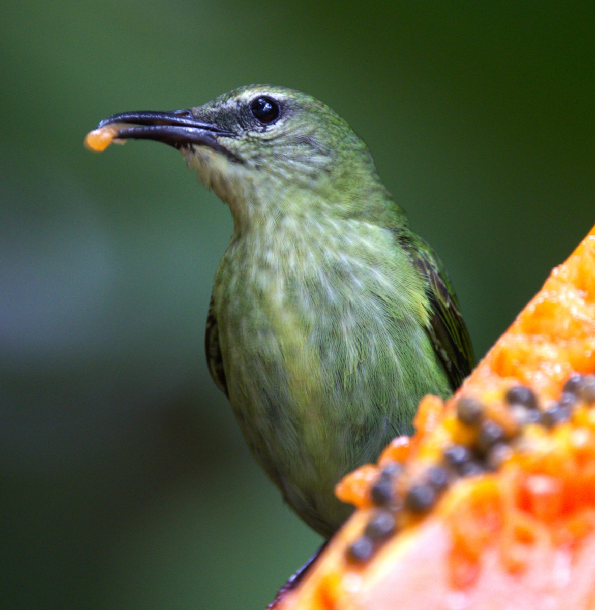 Red-legged Honeycreeper - ML639475348
