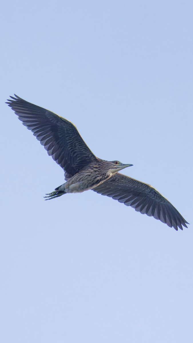 Black-crowned Night Heron - ML639475390