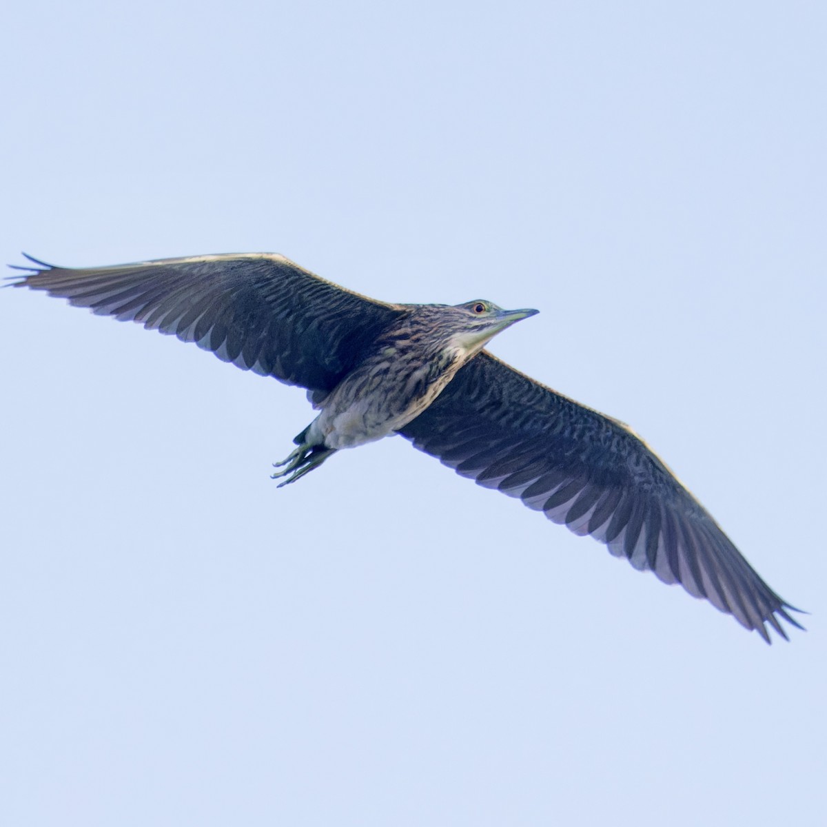 Black-crowned Night Heron - ML639475391