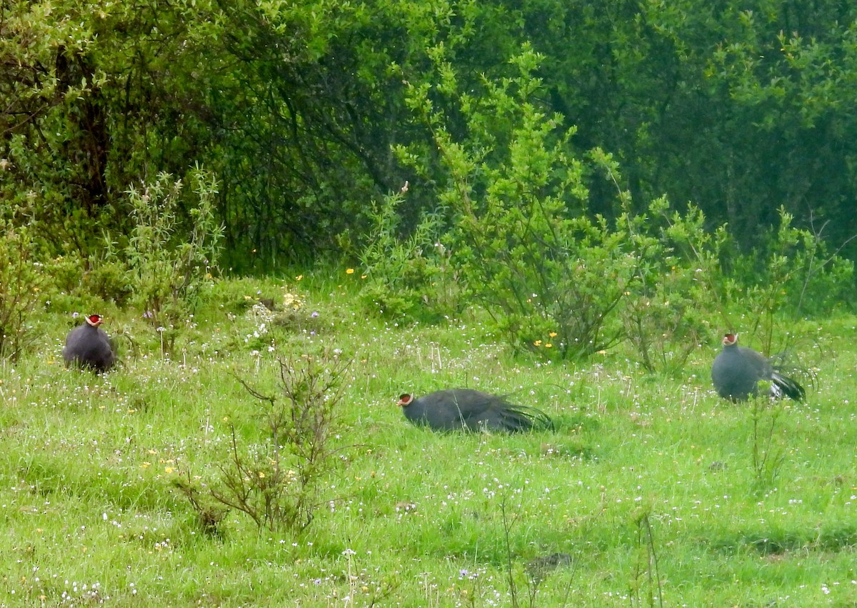 Blue Eared-Pheasant - ML639475473