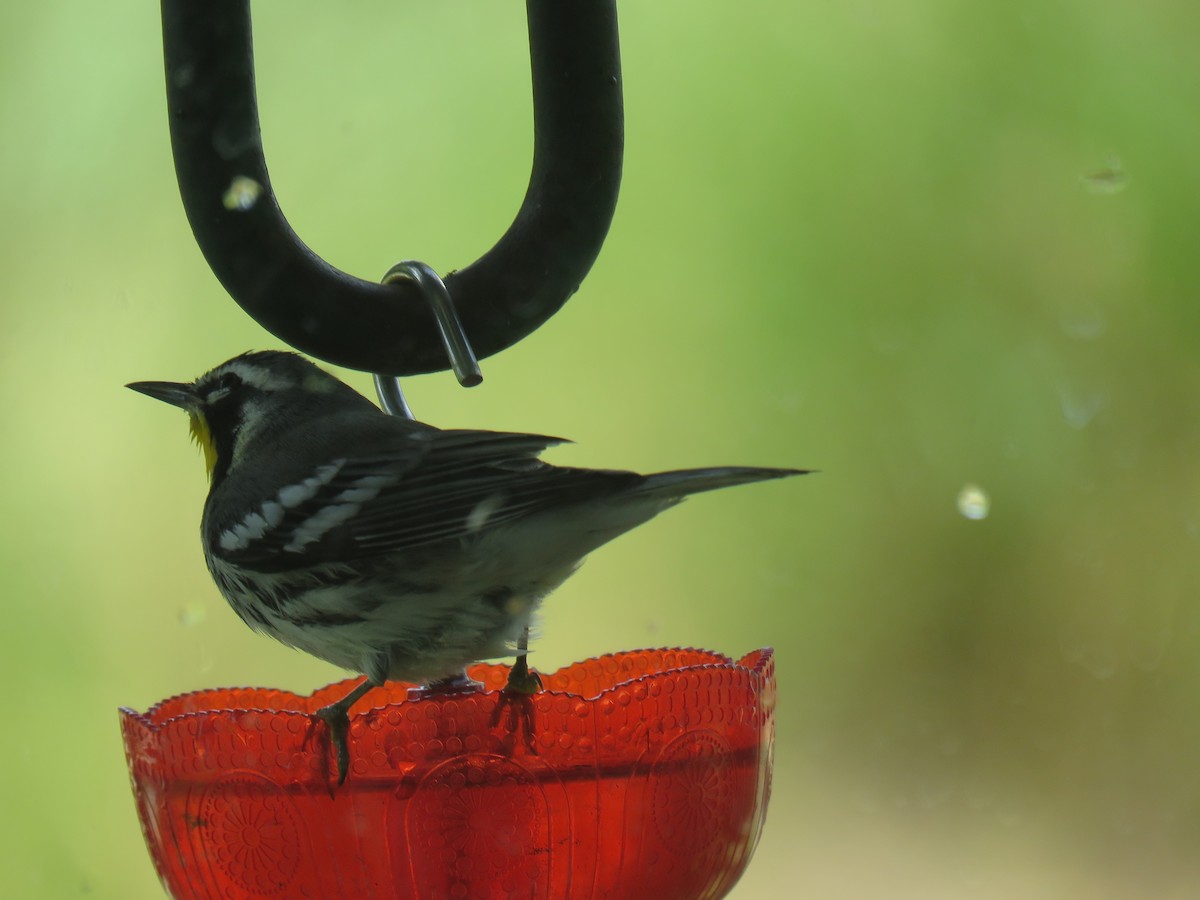 Yellow-throated Warbler - ML639475523