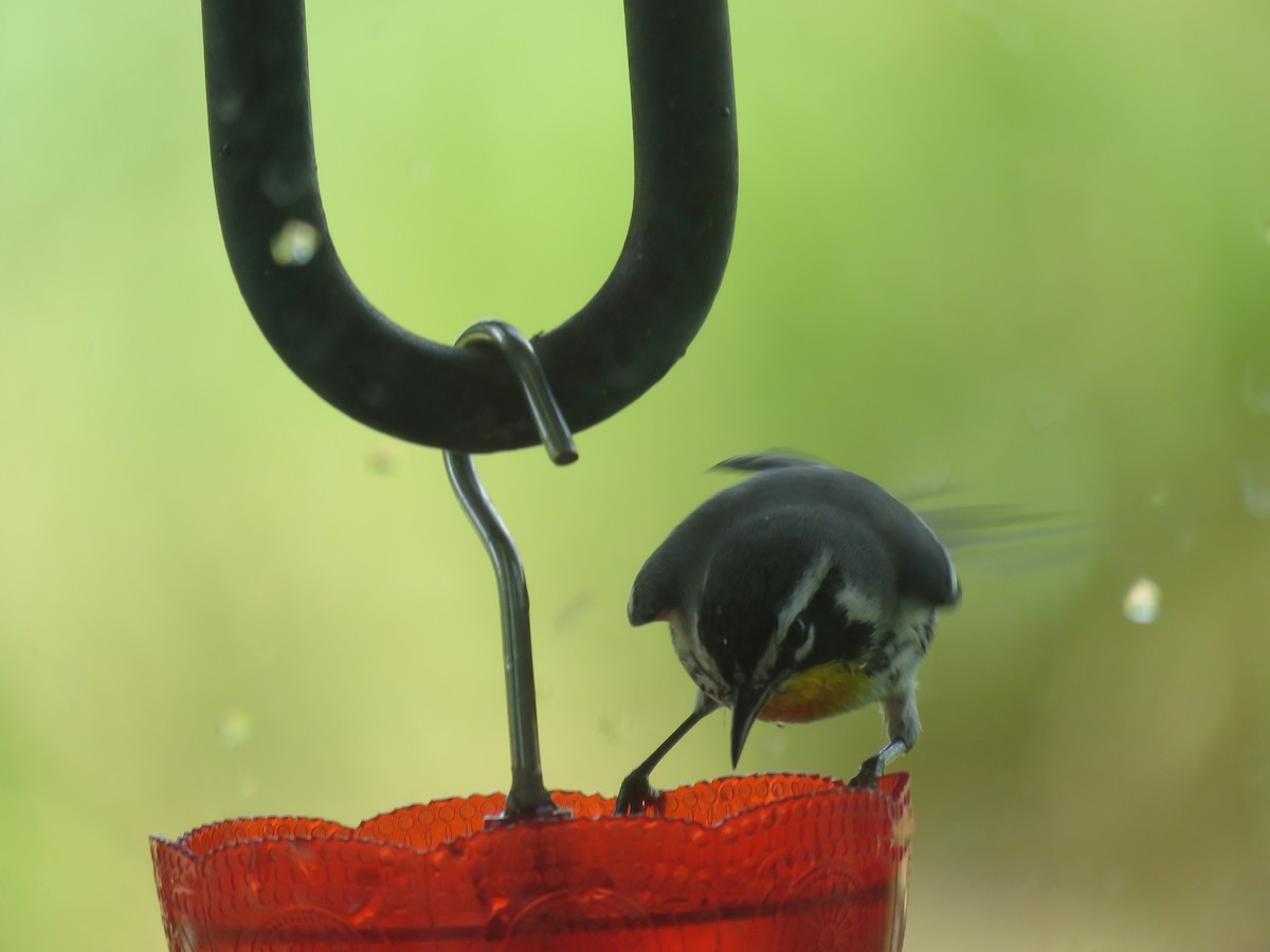 Yellow-throated Warbler - ML639475524