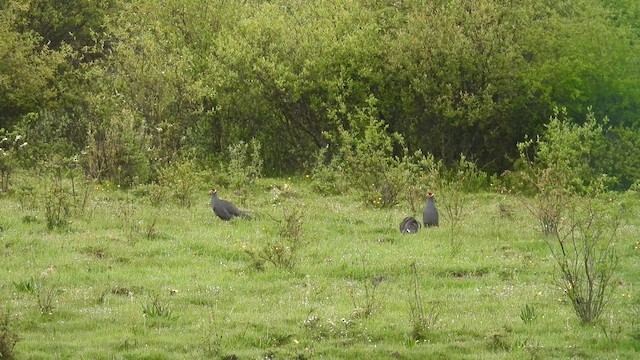 Blue Eared-Pheasant - ML639475592