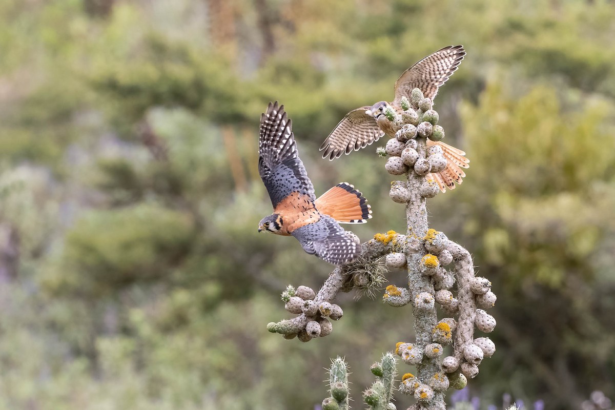 American Kestrel (South American) - ML639475597