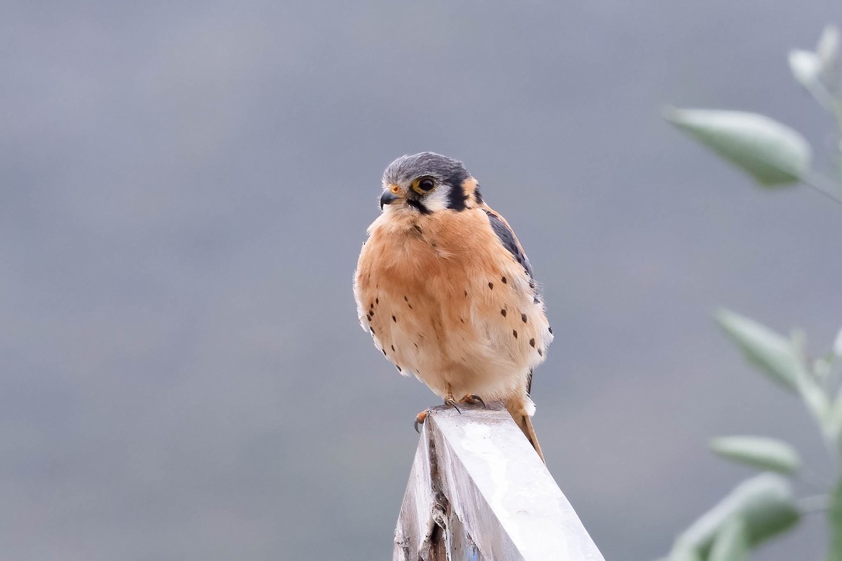 American Kestrel (South American) - ML639475598
