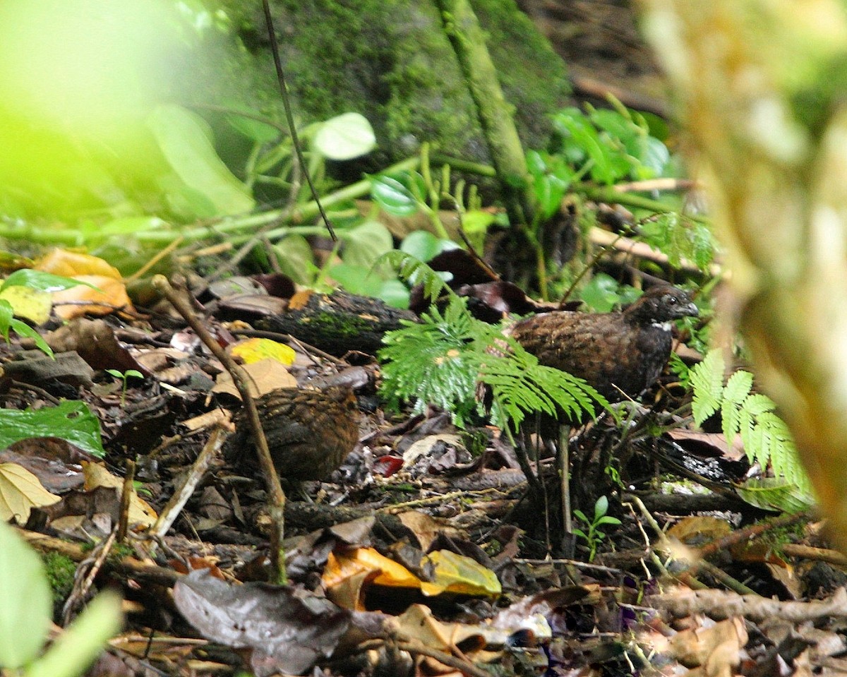 Black-breasted Wood-Quail - ML639475642