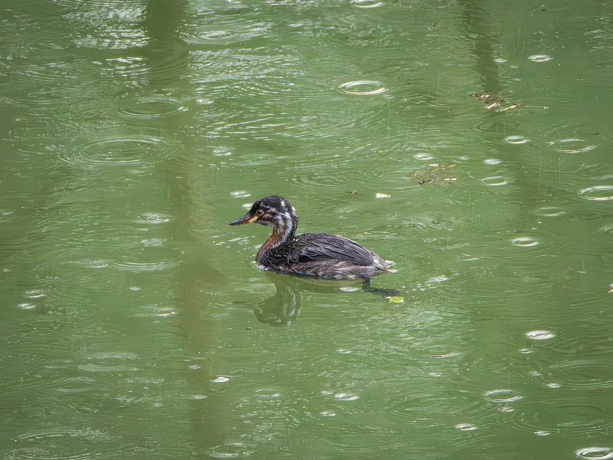 Little Grebe (Tricolored) - ML639475653