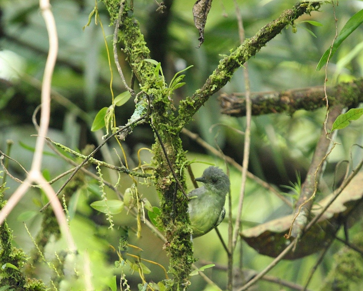 Plain Antvireo - ML639475705
