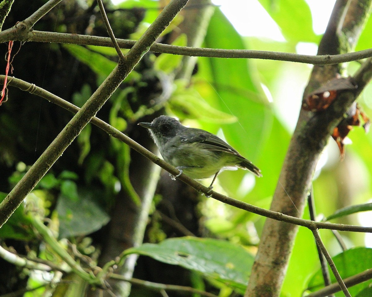 Plain Antvireo - ML639475707
