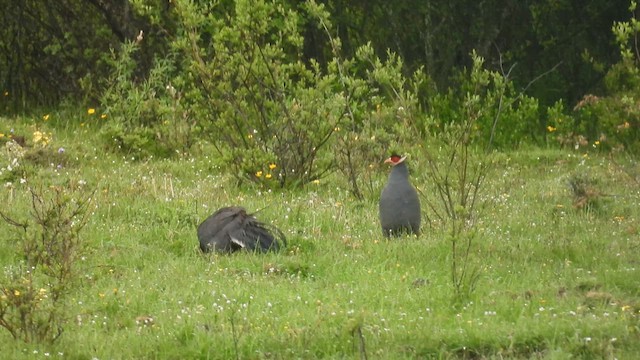 Blue Eared-Pheasant - ML639475739