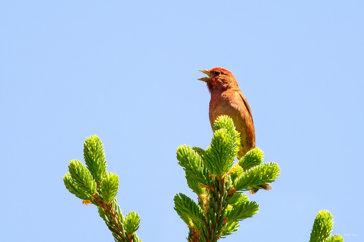 Blanford's Rosefinch - ML639475796