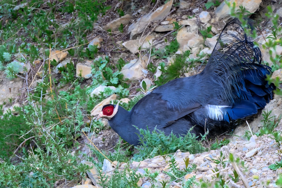 Blue Eared-Pheasant - ML639475820