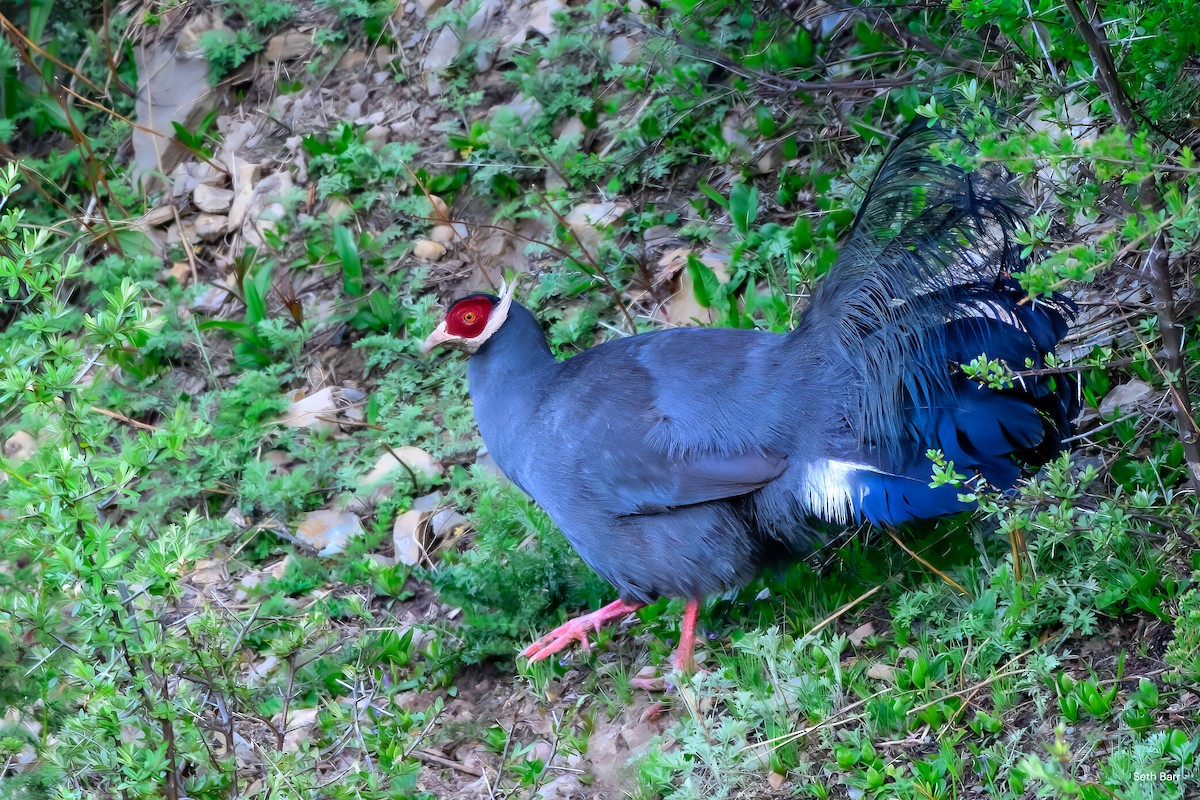 Blue Eared-Pheasant - ML639475821