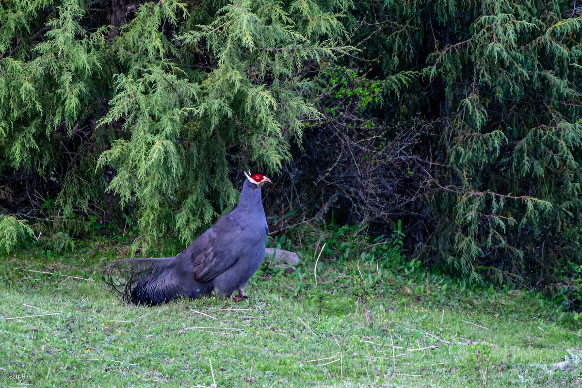 Blue Eared-Pheasant - ML639475823