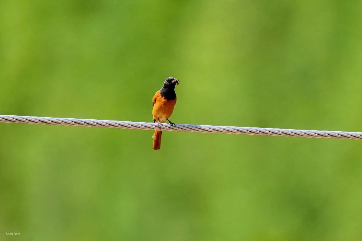 Hodgson's Redstart - ML639475881
