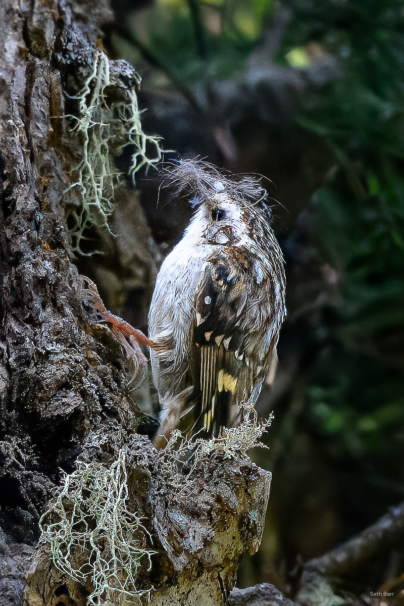 Hodgson's Treecreeper - ML639475891