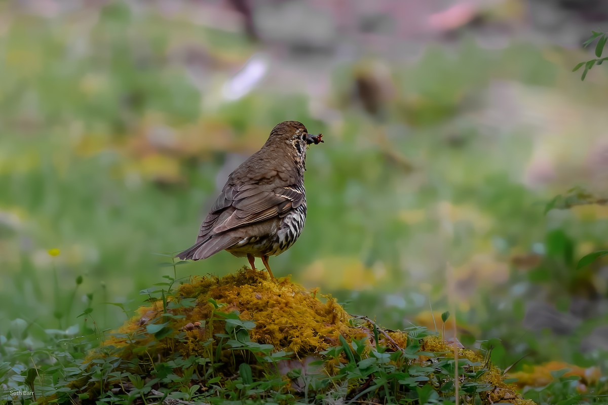 Long-tailed Thrush - ML639475937