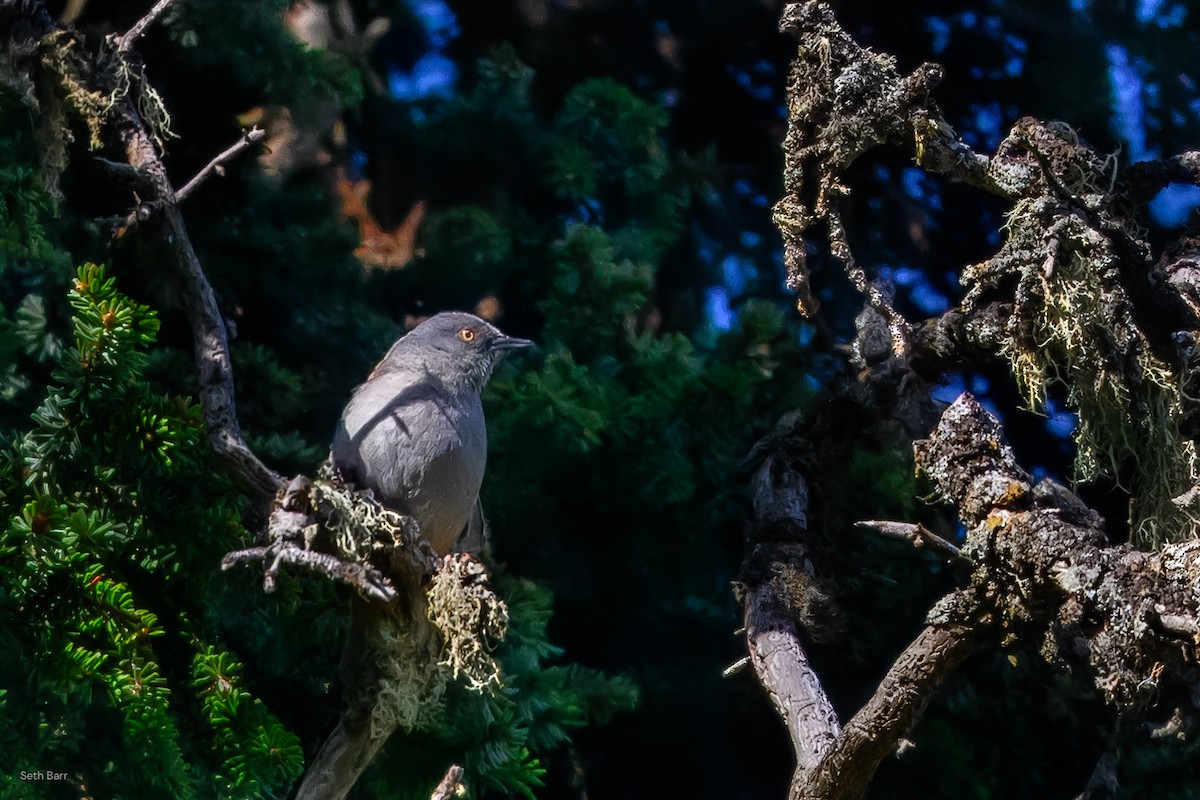 Maroon-backed Accentor - ML639475951