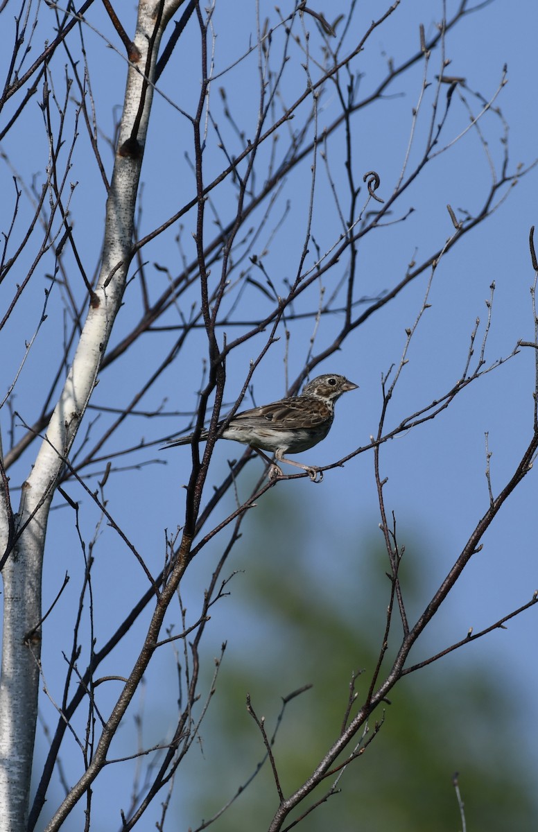 Vesper Sparrow - ML639476196