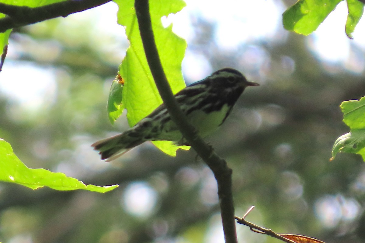 Black-and-white Warbler - ML639476251