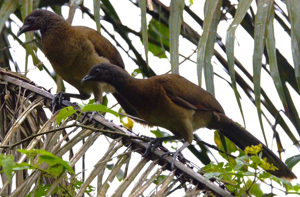 eBird Checklist - 30 Mar 2025 - La Quinta de Sarapiquí­ Lodge - 24 species