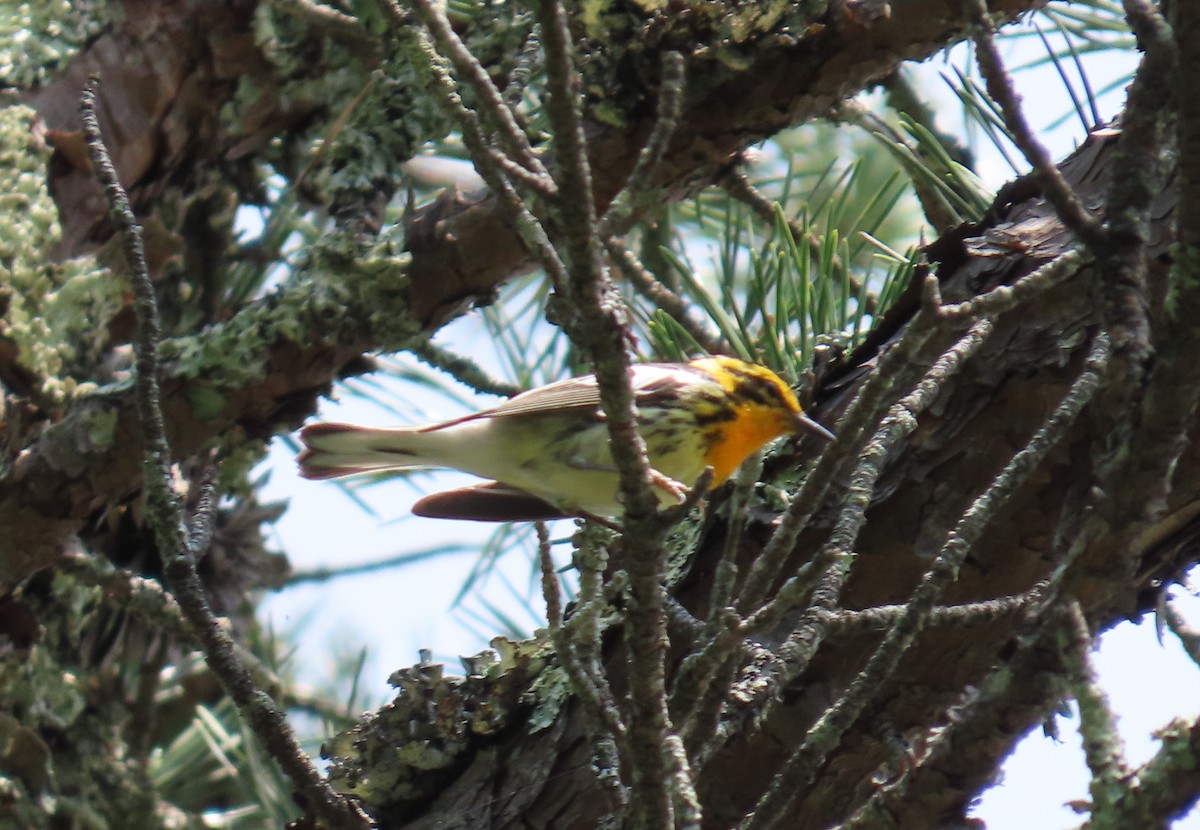 Blackburnian Warbler - ML639476374