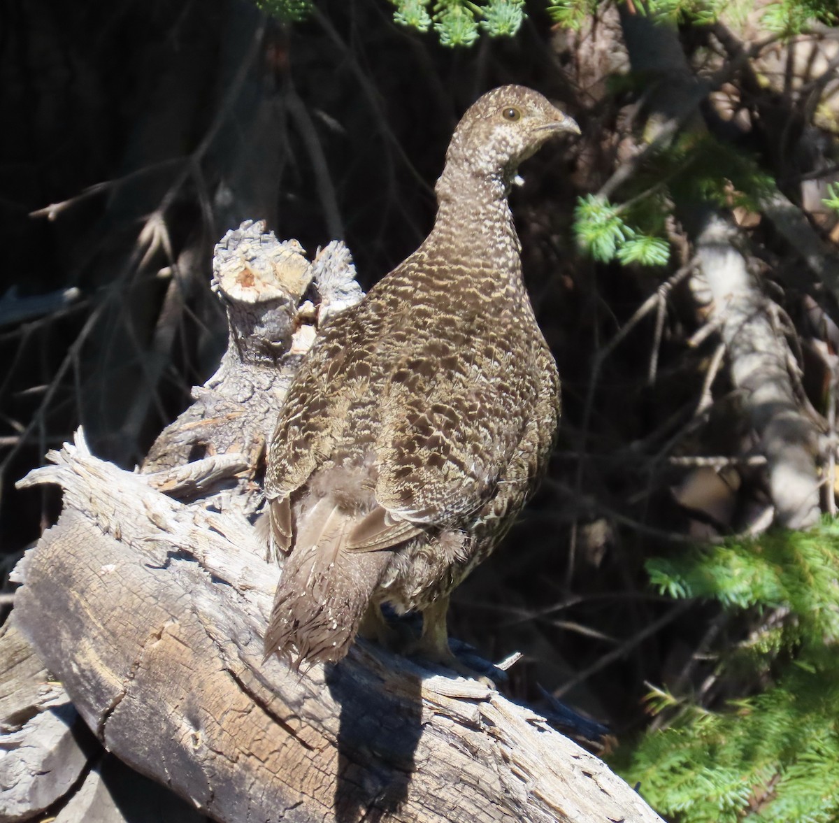 Sooty Grouse - ML639476447