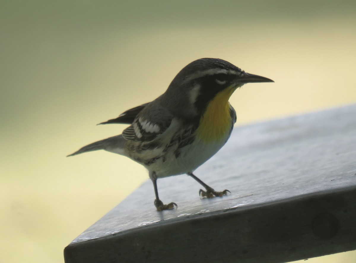 Yellow-throated Warbler - ML639476470
