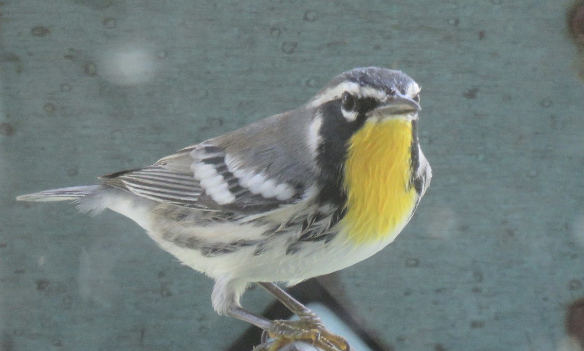 Yellow-throated Warbler - ML639476471