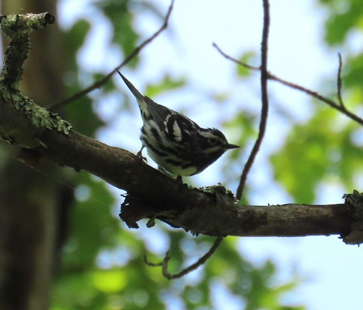 Black-and-white Warbler - ML639476516