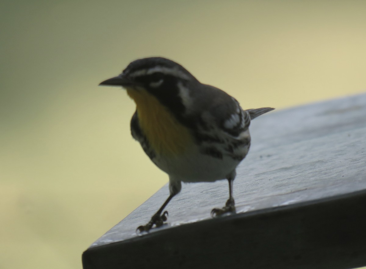Yellow-throated Warbler - ML639476556