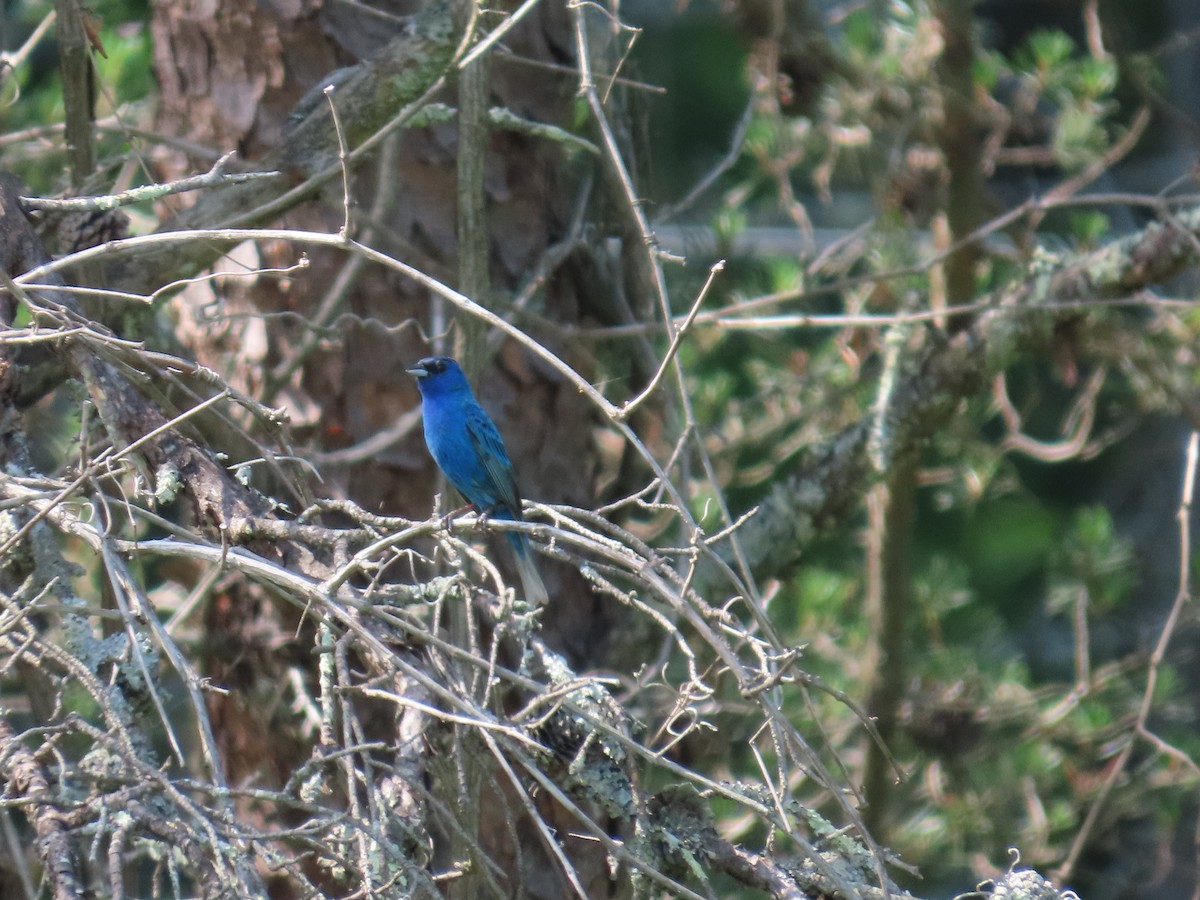 Indigo Bunting - ML639476628