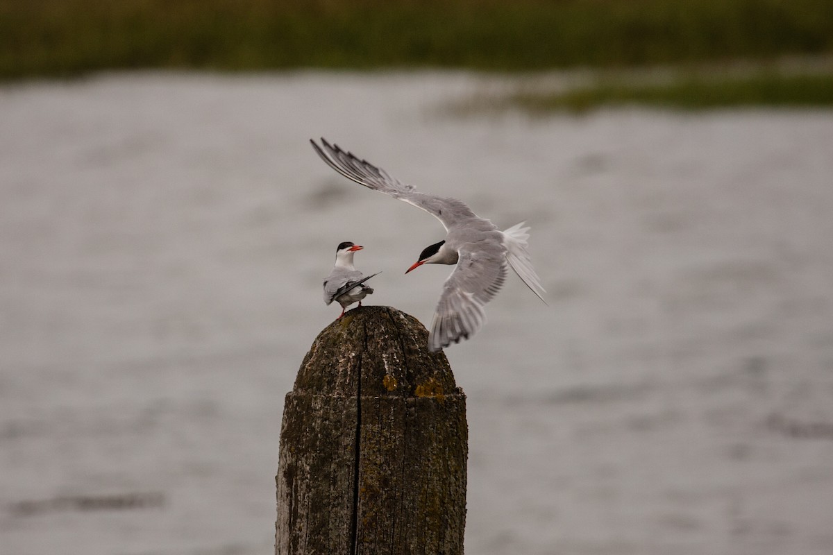 燕鷗 - ML639476834