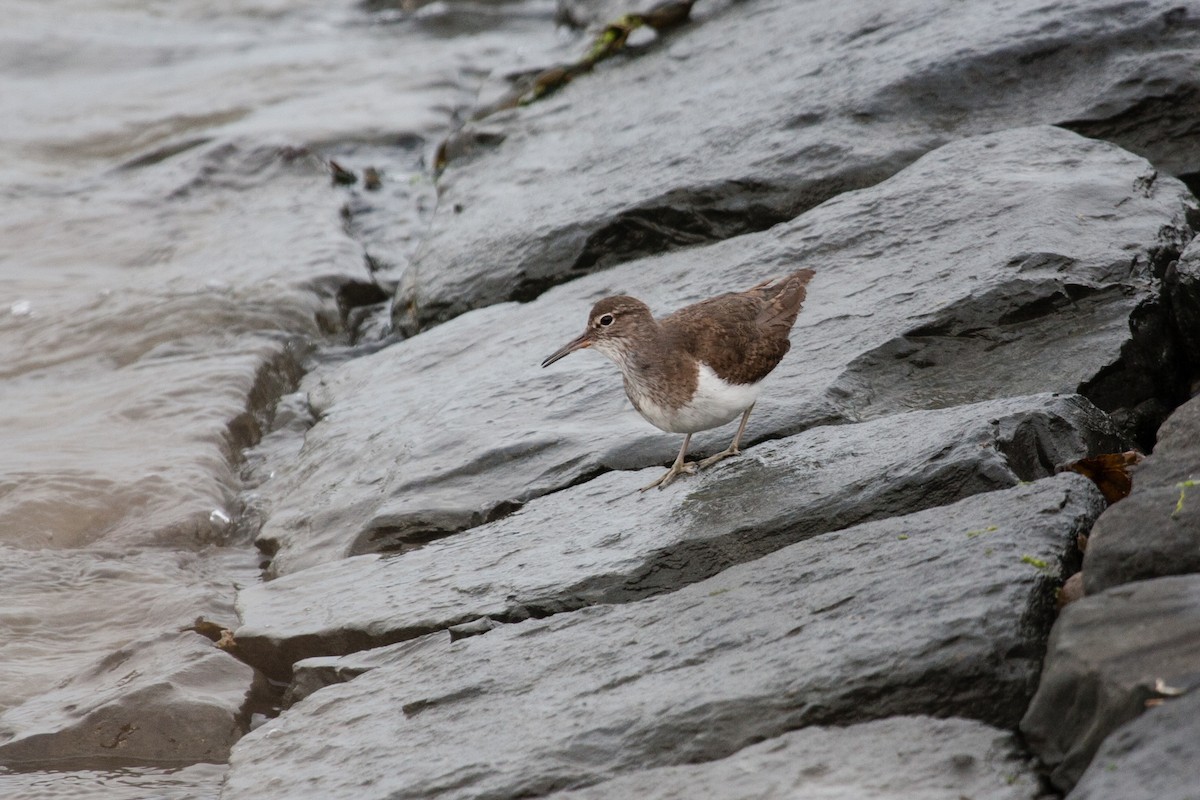 磯鷸 - ML639476847