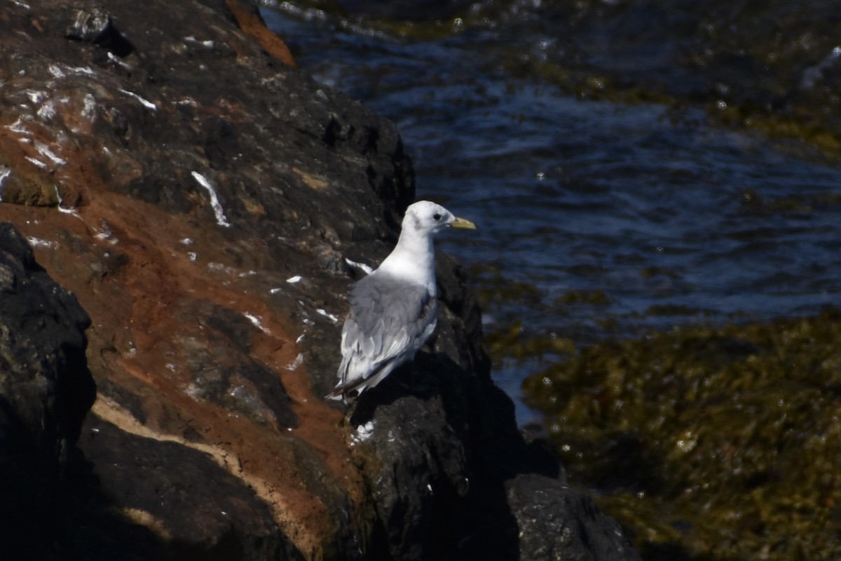 Black-legged Kittiwake - ML639476850