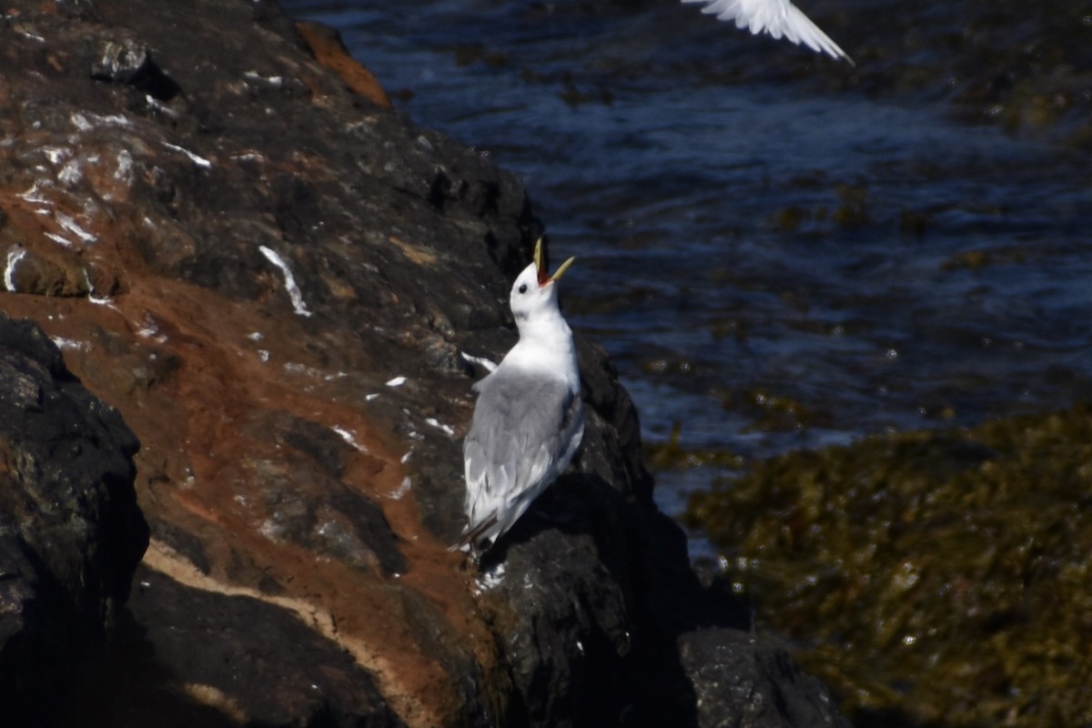 Black-legged Kittiwake - ML639476858