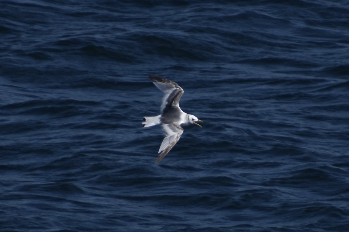 Black-legged Kittiwake - ML639476861