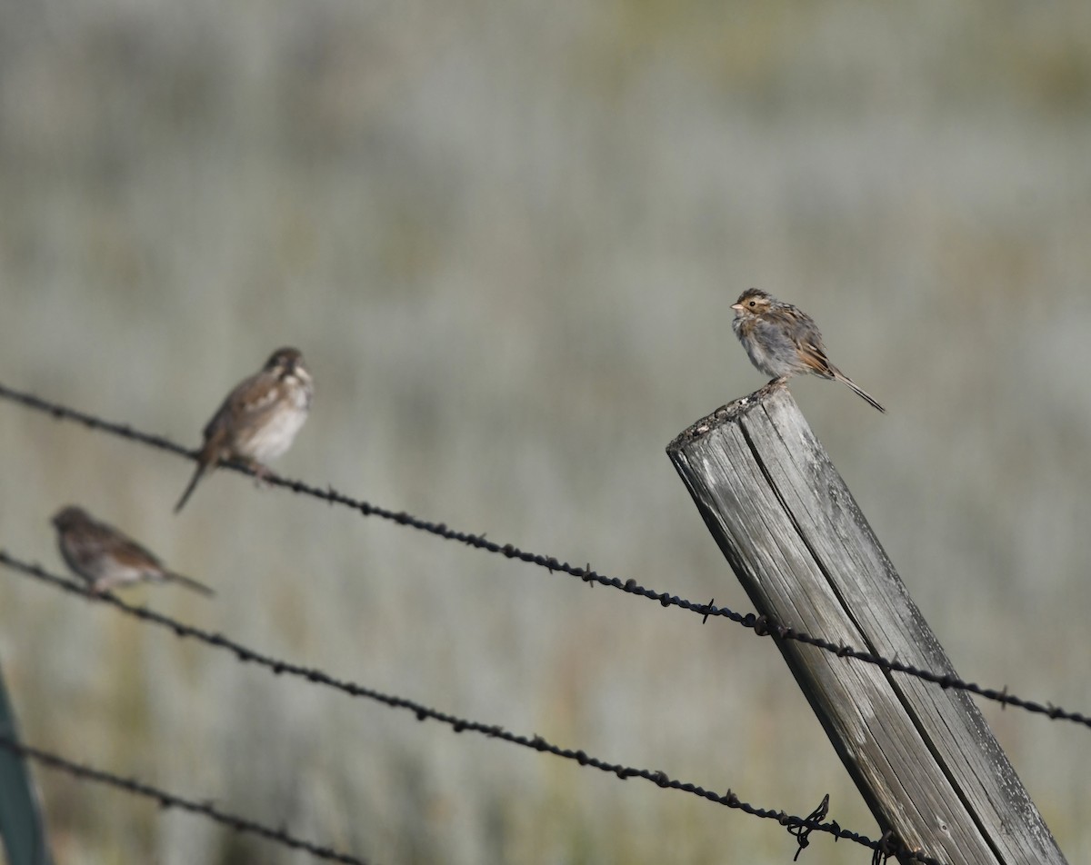 Clay-colored Sparrow - ML639476870