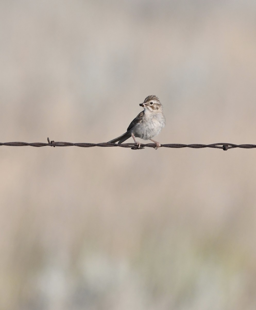 Brewer's Sparrow - ML639476885